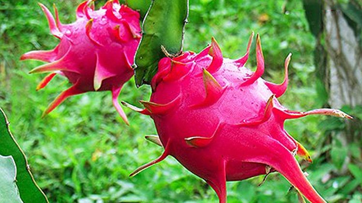 190 tấn thanh long 'xông đất' cửa khẩu tại Lào Cai sang Trung Quốc trong ngày mùng 1 Tết Tân Sửu