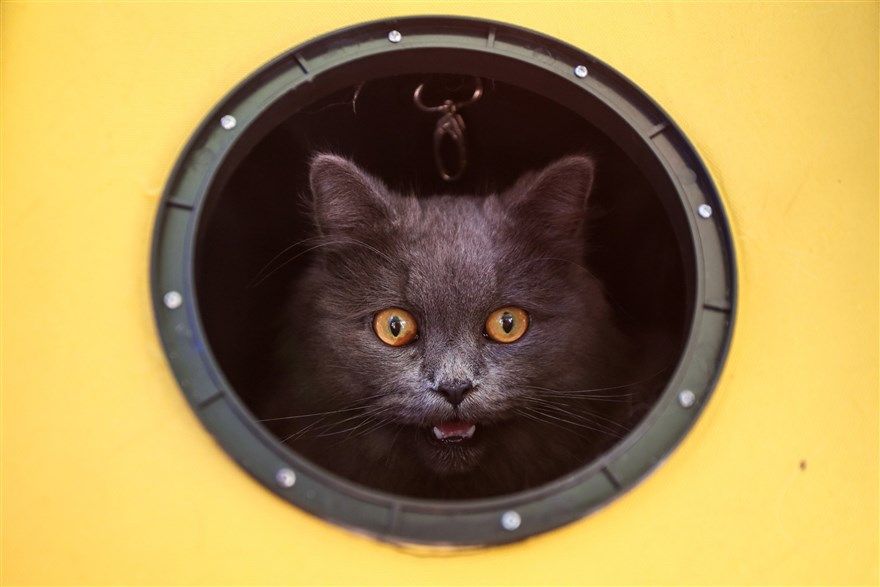 sang kien be best cua ba trump noi dau gaza va bom dan mua xuan hoa binh o syria