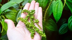 Giá tiêu hôm nay 3/10, thị trường ảm đạm, thương mại toàn cầu sụt giảm, lực cầu yếu, tiêu Việt xuất khẩu mất giá