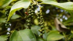 Giá tiêu hôm nay 11/11, Việt Nam vẫn giữ ‘ngôi vương’ ngành hồ tiêu toàn cầu, lý do diện tích trồng tiêu ngày càng giảm