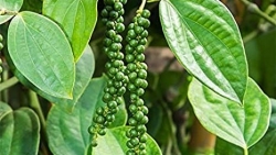 Giá tiêu hôm nay 13/10, thị trường vẫn đối mặt khó khăn chồng chất, thị phần hồ tiêu Việt Nam tại Trung Quốc tăng