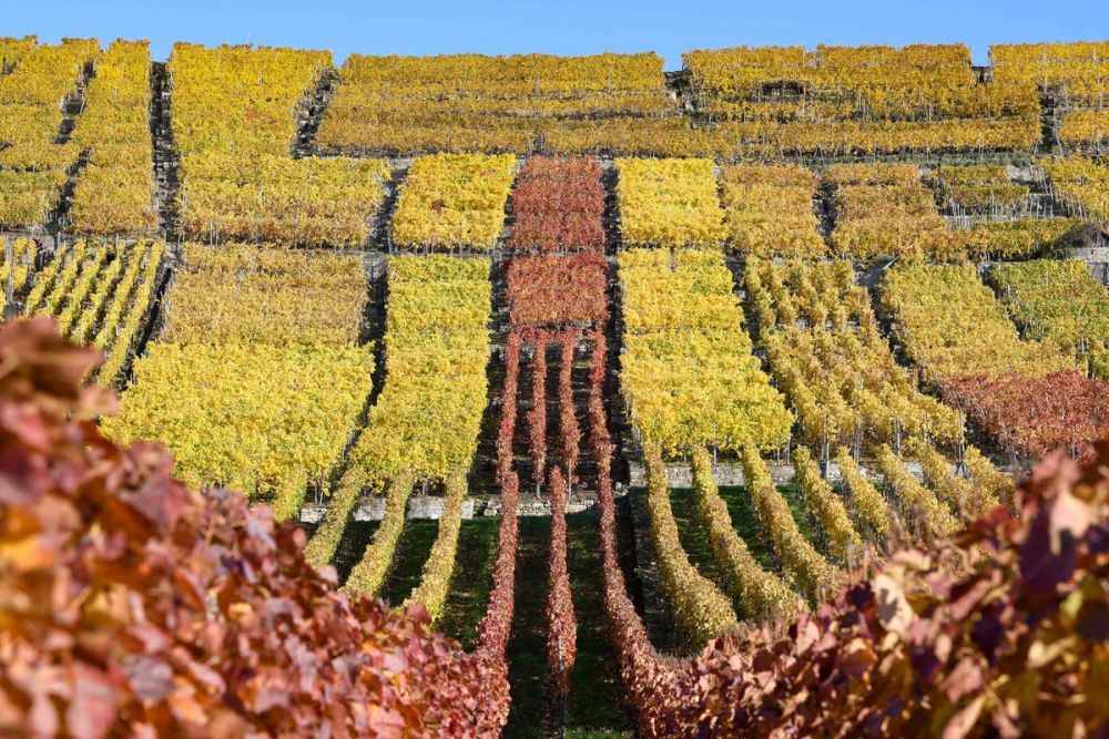 Ảnh ấn tượng thế giới tuần (2-8/11): Tổng thống đắc cử Mỹ Joe Biden với lời kêu gọi ‘cho nhau cơ hội’, xả súng đẫm máu ở Áo và Thu vàng ở Seoul