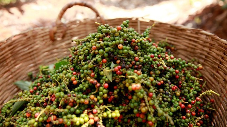 Giá tiêu hôm nay 3/12/2023, đà tăng giá đến từ đơn hàng cuối năm, có khả năng lặp lại kịch bản thị trường ‘bùng nổ’