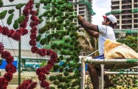 chiem nguong cay thong noel dat nhat the gioi tri gia hon 367 ty dong