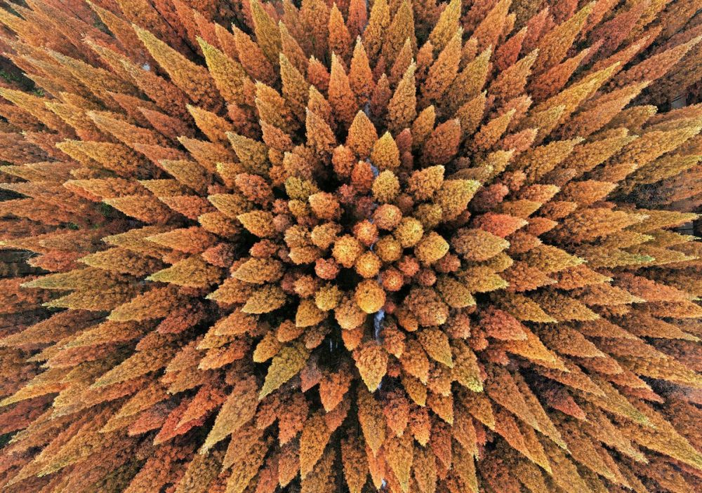 Ảnh ấn tượng tuần (30/11-6/12): Ông Biden khoe chiếc ủng đặc biệt, Covid-19 phá vỡ điều cấm kỵ ở Nepal, mâu thuẫn sau vụ ám sát nhà khoa học Iran