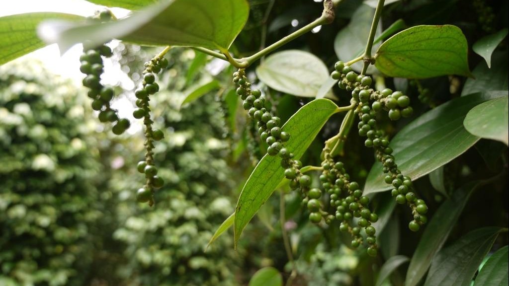 Giá tiêu hôm nay 12/5, đi ngang, thị trường giằng co, doanh nghiệp sẽ gom hàng khi được ‘bơm’ tiền?