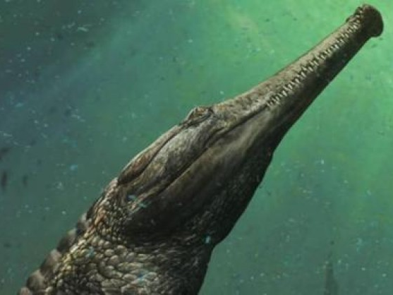 Phát hiện di cốt của “siêu cá sấu”