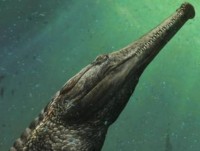 chup duoc anh quai vat ho loch ness