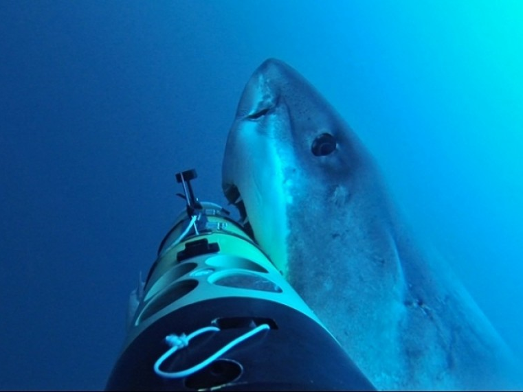 Robot theo cá mập trắng đi săn mồi