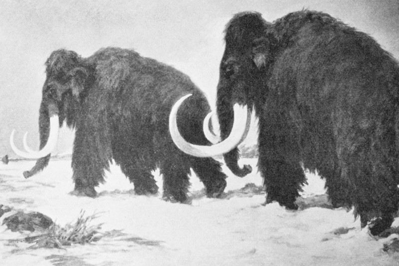 con nguoi da o bac cuc nhieu ngan nam truoc