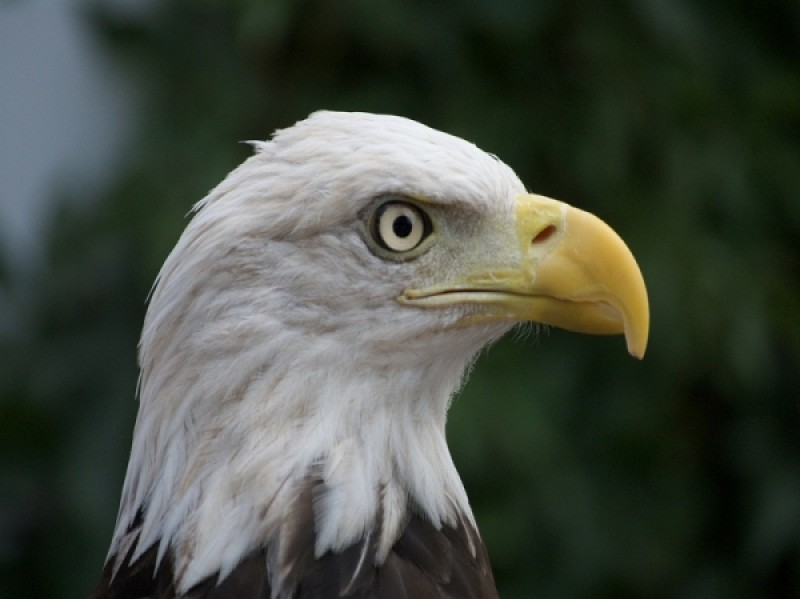 Số đại bàng đầu hói quý hiếm đang tăng lên