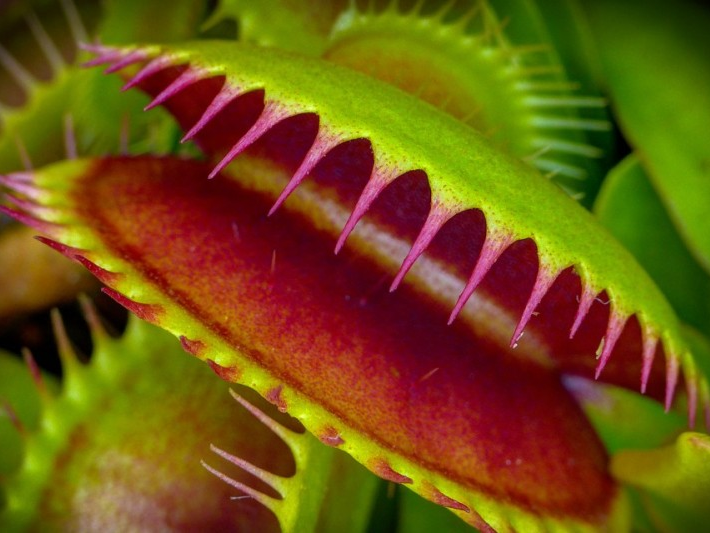 Cây ăn thịt biết tính toán?