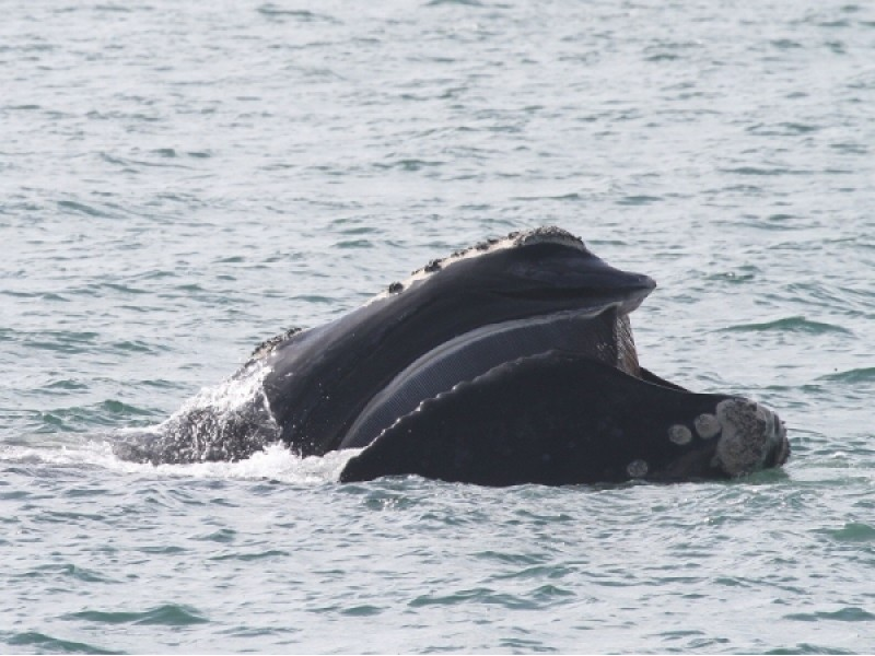 Sử dụng phần mềm nhận diện để cứu cá voi đầu bò