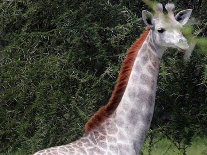 Tanzania: Phát hiện hươu cao cổ màu trắng rất hiếm