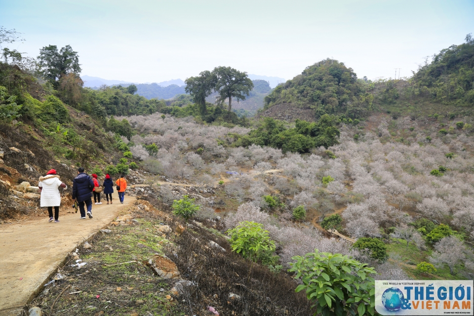 Lạc vào thiên đường mơ trắng ngút ngàn ở Mộc Châu lac vao thien duong mo trang ngut ngan o moc chau