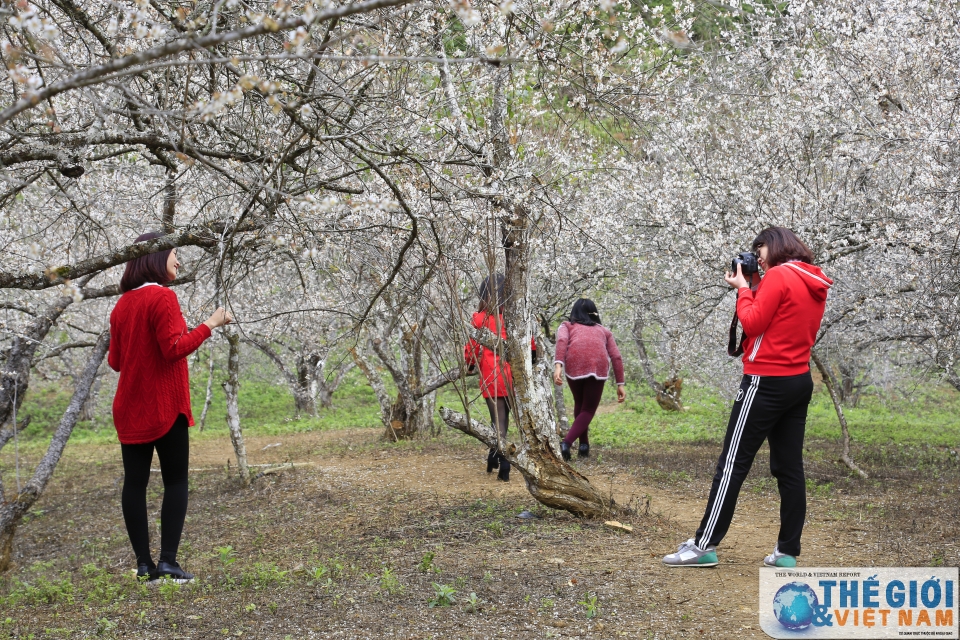 Lạc vào thiên đường mơ trắng ngút ngàn ở Mộc Châu lac vao thien duong mo trang ngut ngan o moc chau