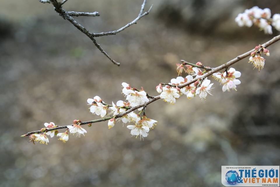 Lạc vào thiên đường mơ trắng ngút ngàn ở Mộc Châu lac vao thien duong mo trang ngut ngan o moc chau