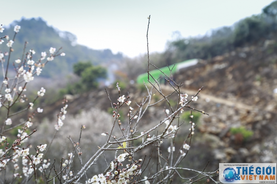 Lạc vào thiên đường mơ trắng ngút ngàn ở Mộc Châu lac vao thien duong mo trang ngut ngan o moc chau