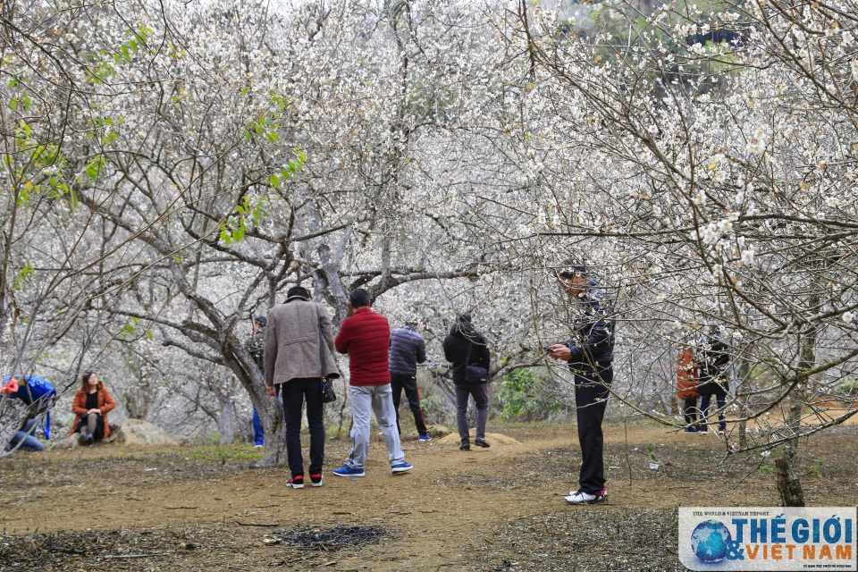 Lạc vào thiên đường mơ trắng ngút ngàn ở Mộc Châu lac vao thien duong mo trang ngut ngan o moc chau
