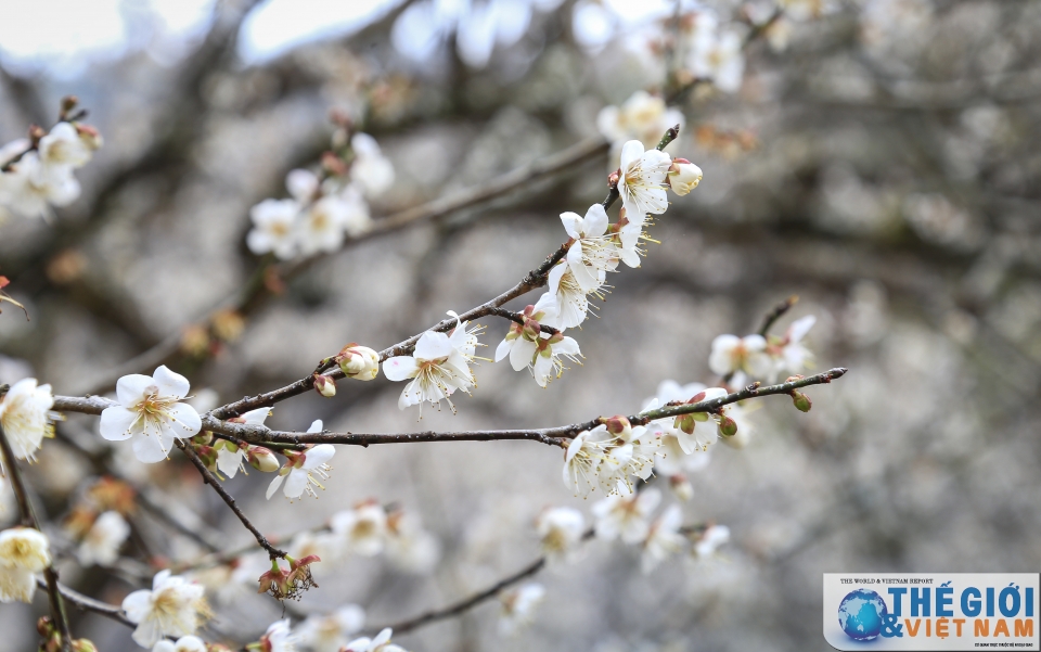 Lạc vào thiên đường mơ trắng ngút ngàn ở Mộc Châu lac vao thien duong mo trang ngut ngan o moc chau