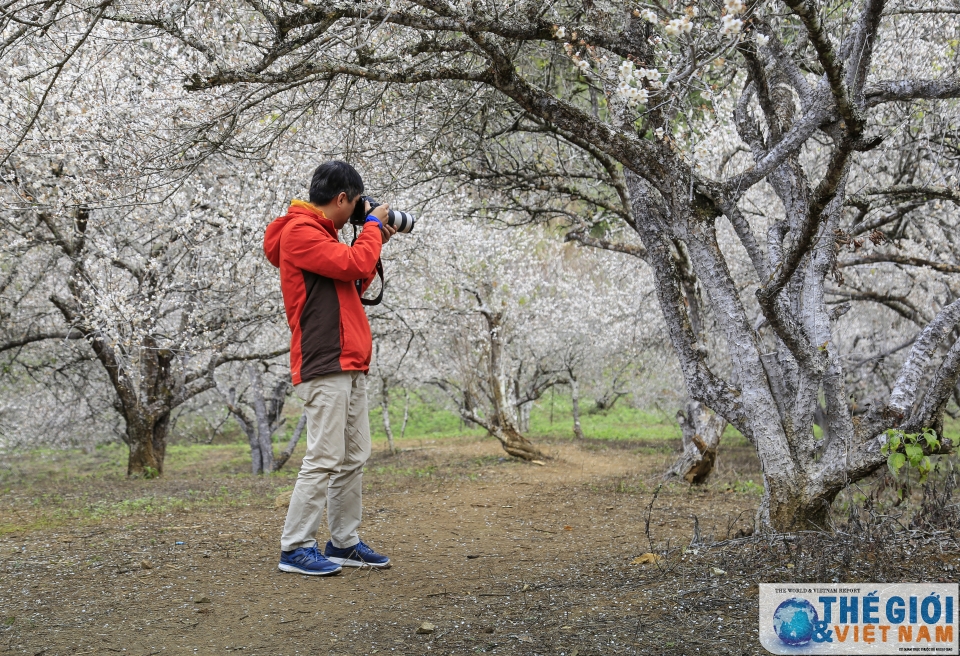 Lạc vào thiên đường mơ trắng ngút ngàn ở Mộc Châu lac vao thien duong mo trang ngut ngan o moc chau