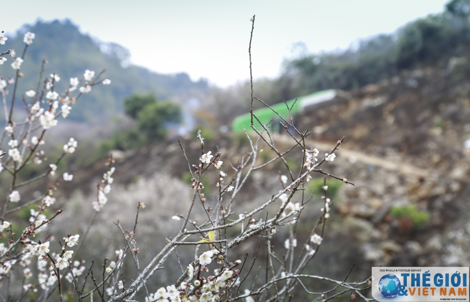 Lạc vào thiên đường mơ trắng ngút ngàn ở Mộc Châu