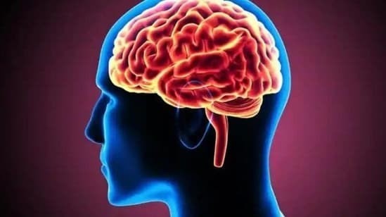 Phát hiện mới về sự tiến hóa của bộ não người