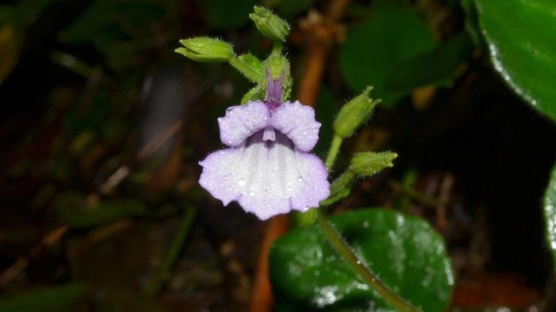 Phát hiện loài hoa mới tuyệt đẹp, lần đầu thấy ở Việt Nam