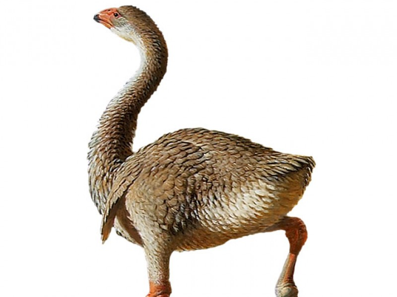 Loài chim khổng lồ ở Australia tuyệt chủng do bị săn bắt quá mức