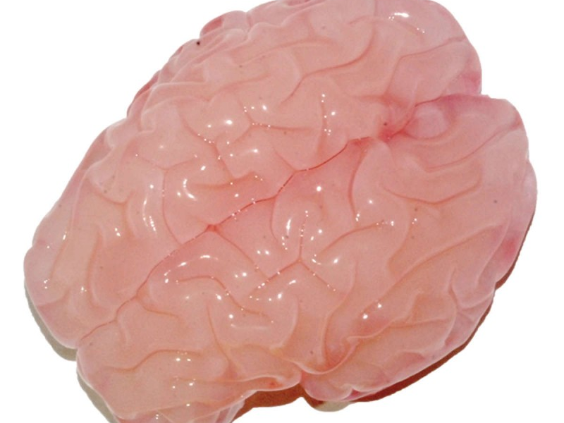 Phát hiện cách hình thành các nếp nhăn trong não