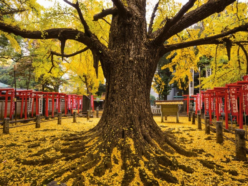 Chúng ta học được gì từ cây cối