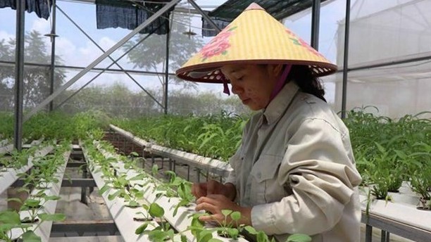 Tạo đột phá để nông nghiệp Thủ đô tăng trưởng trên 4% năm 2021