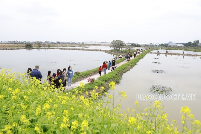 Rực rỡ Đường hoa Xuân Hà Nội Tết Nhâm Dần Rực rỡ Đường hoa Xuân Hà Nội Tết Nhâm Dần