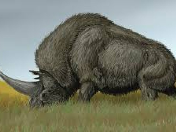 Phát hiện mới về loài “kỳ lân Siberia”