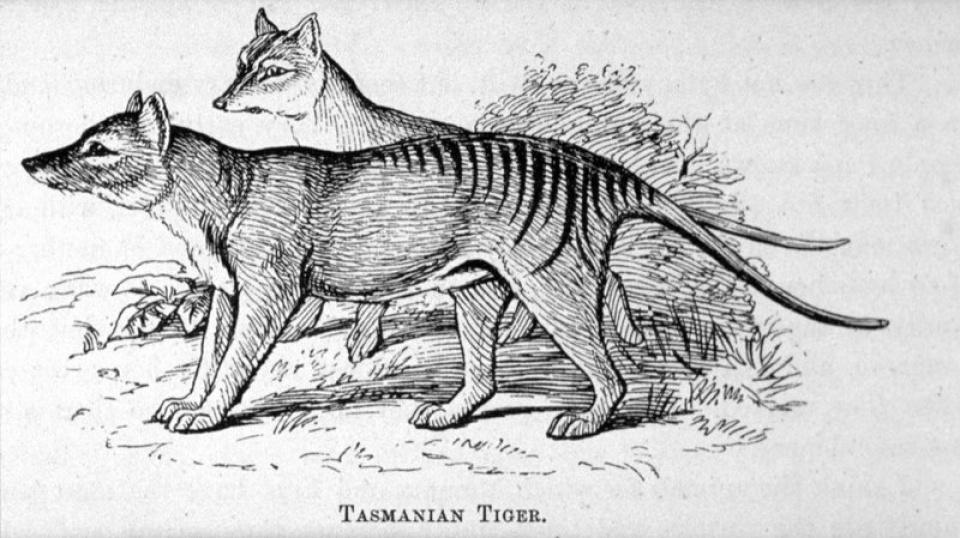 australia hy vong tim thay lai ho tasmania