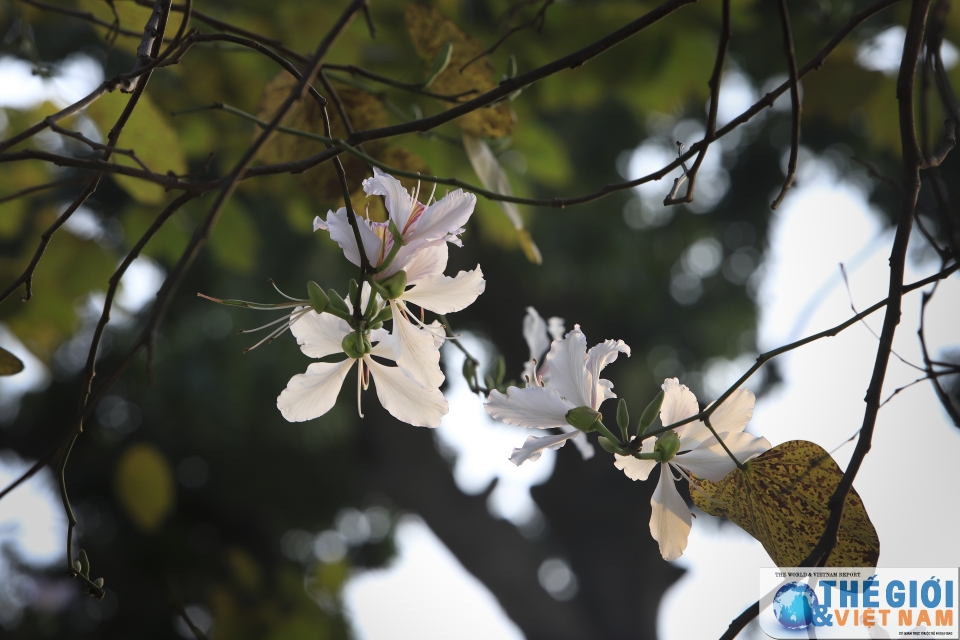 xon xao mua hoa ban ha noi