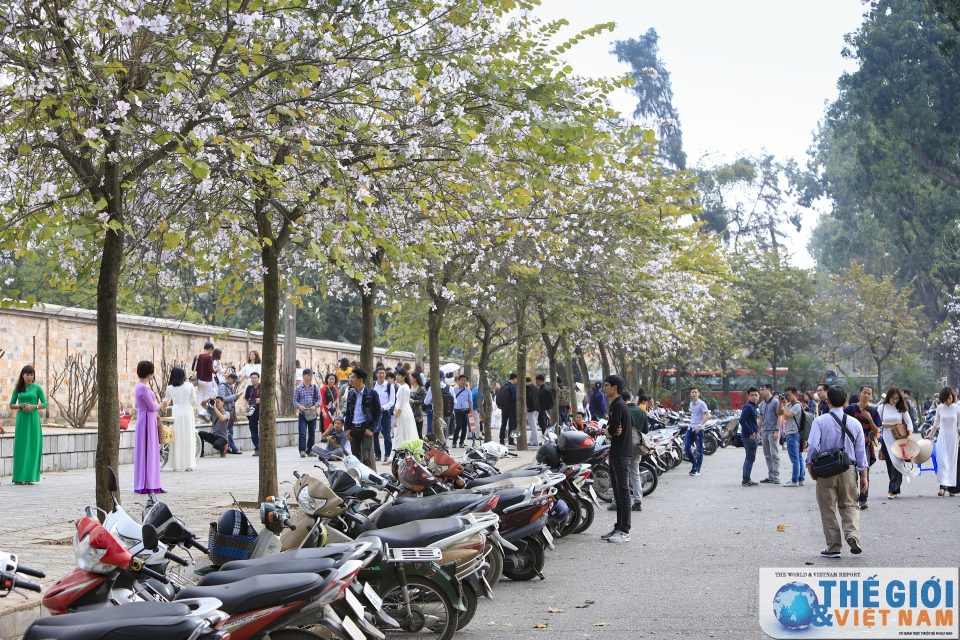 xon xao mua hoa ban ha noi