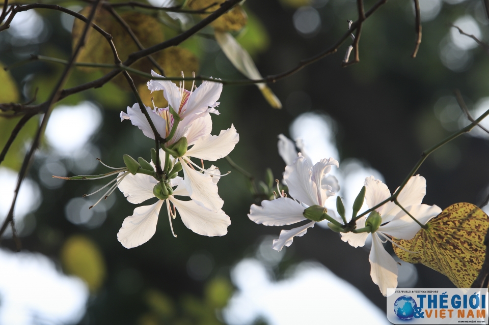 xon xao mua hoa ban ha noi