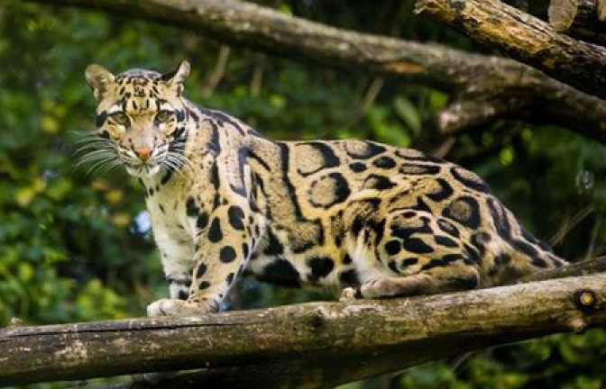 Loài báo đốm quý hiếm tưởng đã tuyệt chủng bất ngờ xuất hiện tại Đài Loan
