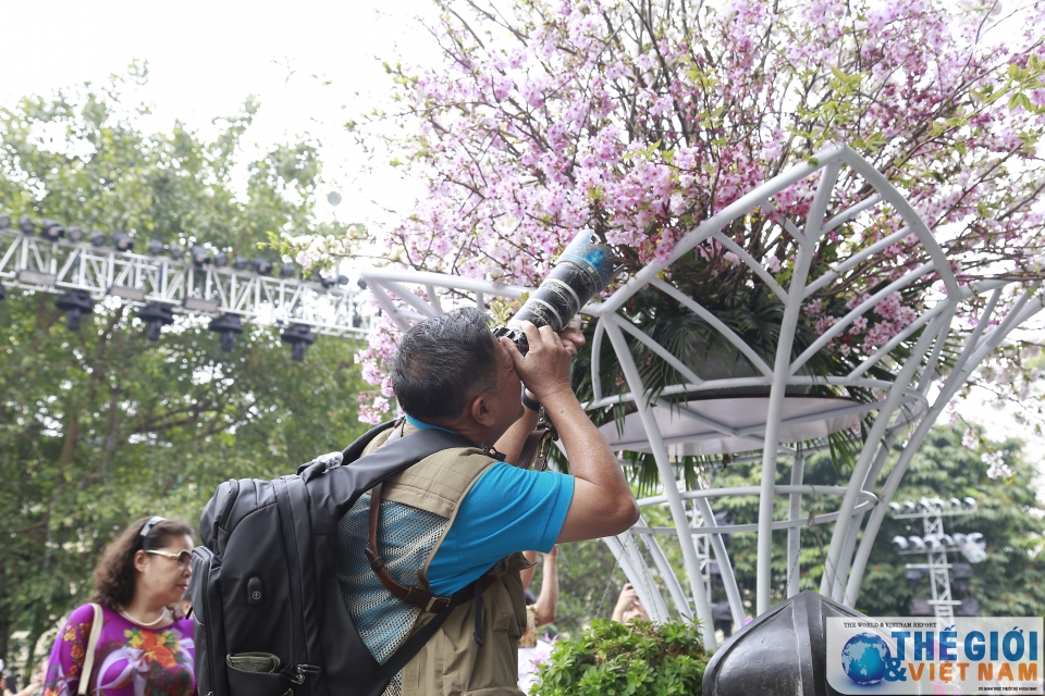 Náo nức Lễ hội hoa anh đào Việt Nam - Nhật Bản 2019 nao nhiet le hoi hoa anh dao viet nam nhat ban 2019