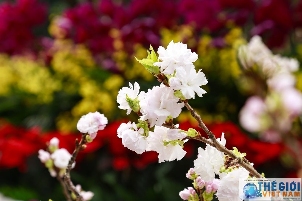Náo nức Lễ hội hoa anh đào Việt Nam - Nhật Bản 2019 nao nhiet le hoi hoa anh dao viet nam nhat ban 2019