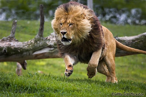 Bảo tồn động vật hoang dã: Tái sinh các loài chính nhằm phục hồi hệ sinh thái