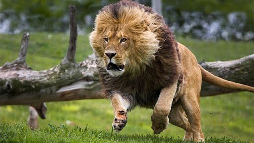 Bảo tồn động vật hoang dã: Tái sinh các loài chính nhằm phục hồi hệ sinh thái