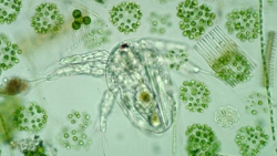 Tìm thấy loại vi khuẩn có thể ngăn chặn tình trạng nóng lên toàn cầu