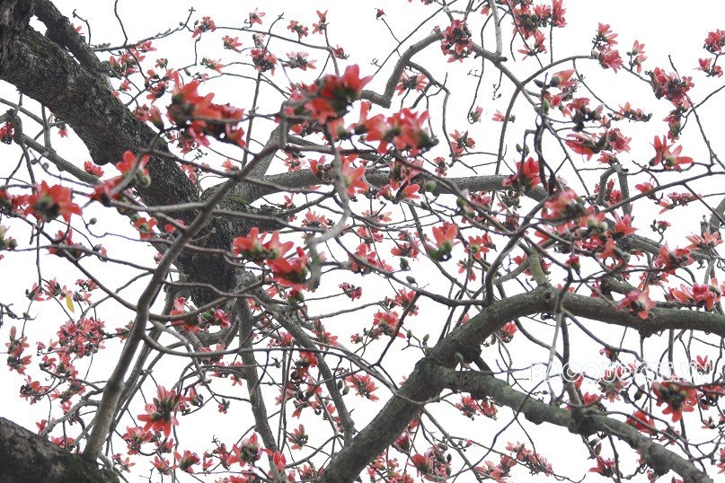 Check-in bên Hồ Gươm