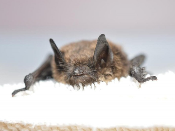 Mỹ: Nguy cơ bùng phát dịch bệnh từ sự suy giảm đàn dơi