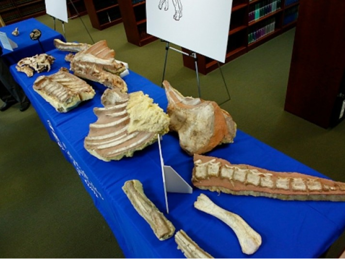 Mỹ trả lại Mông Cổ hóa thạch khủng long bị đánh cắp