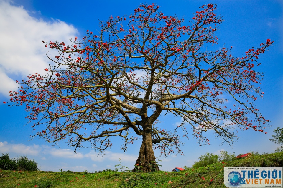 mua hoa gao thap lua do troi que bac bo