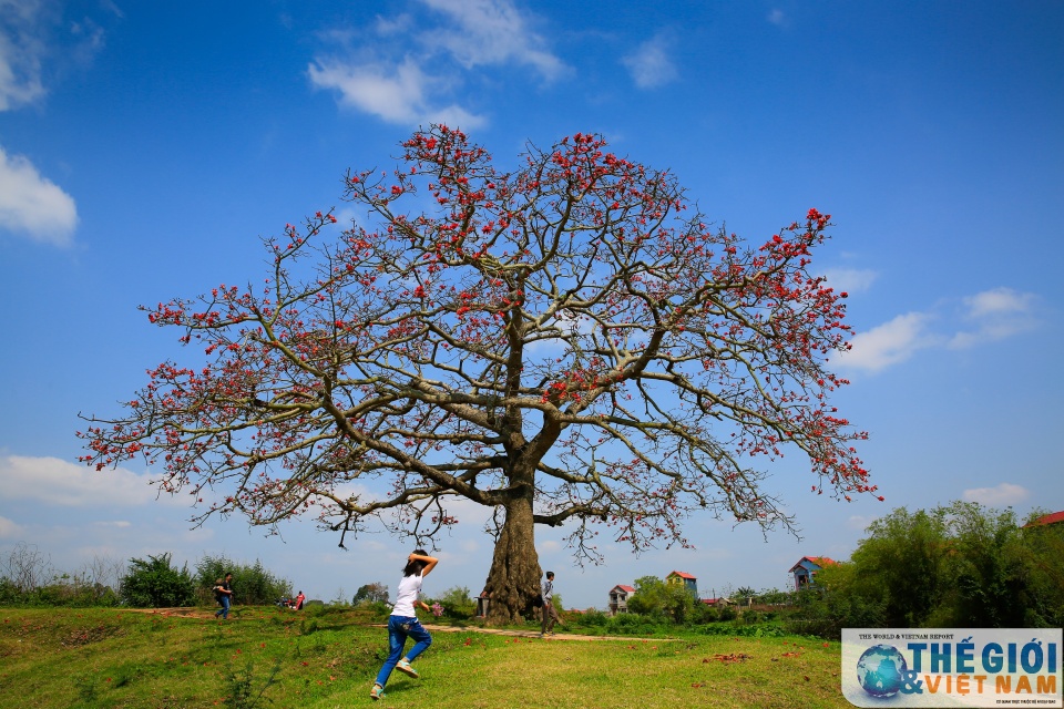 mua hoa gao thap lua do troi que bac bo