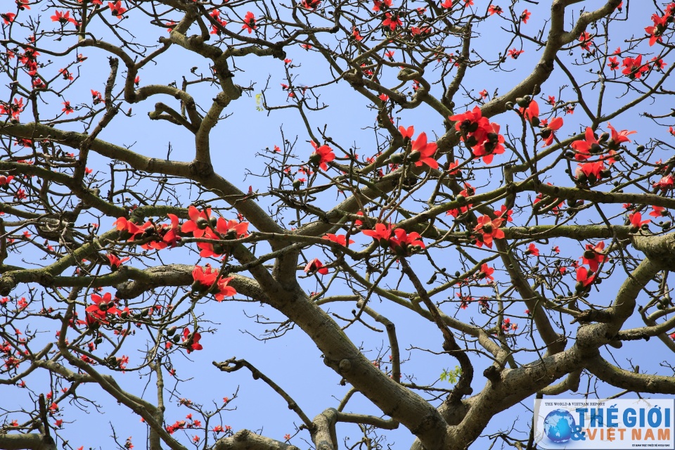 mua hoa gao thap lua do troi que bac bo